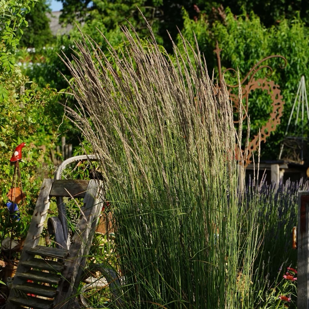 Calamagrostis x acutiflora 'Karl Foerster'