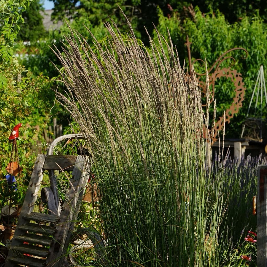 Calamagrostis x acutiflora 'Karl Foerster'
