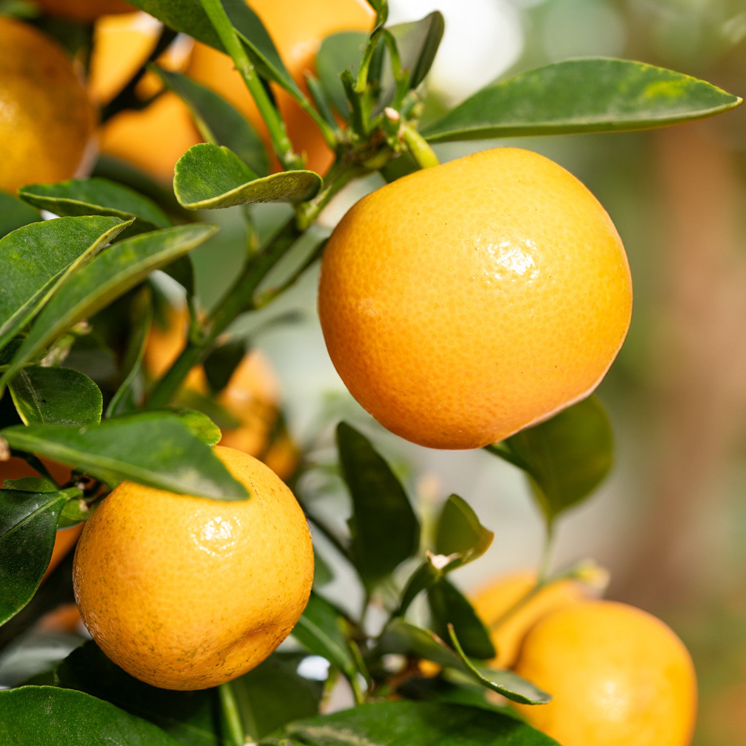 Früchte der Calamansi