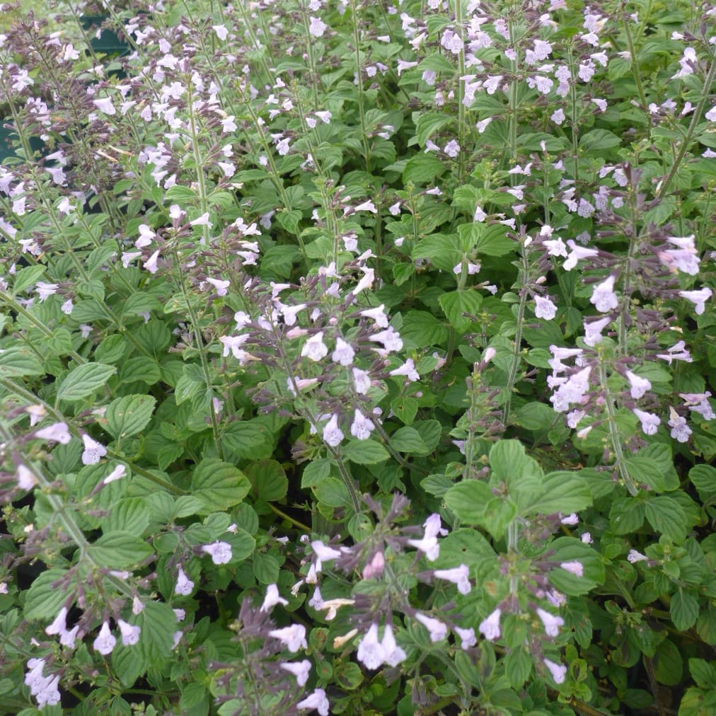 Calamintha nepeta 'Blue Cloud'