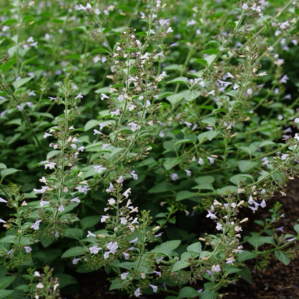 Calamintha nepeta 'Blue Cloud'