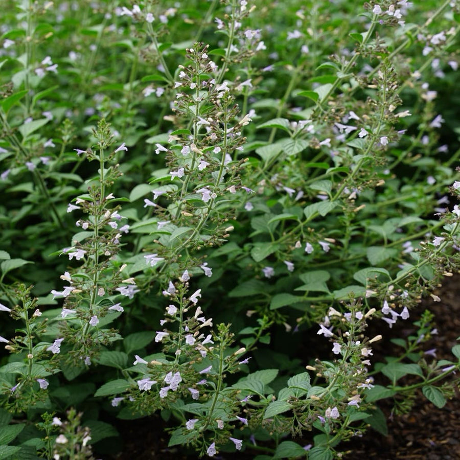Calamintha nepeta 'Blue Cloud'