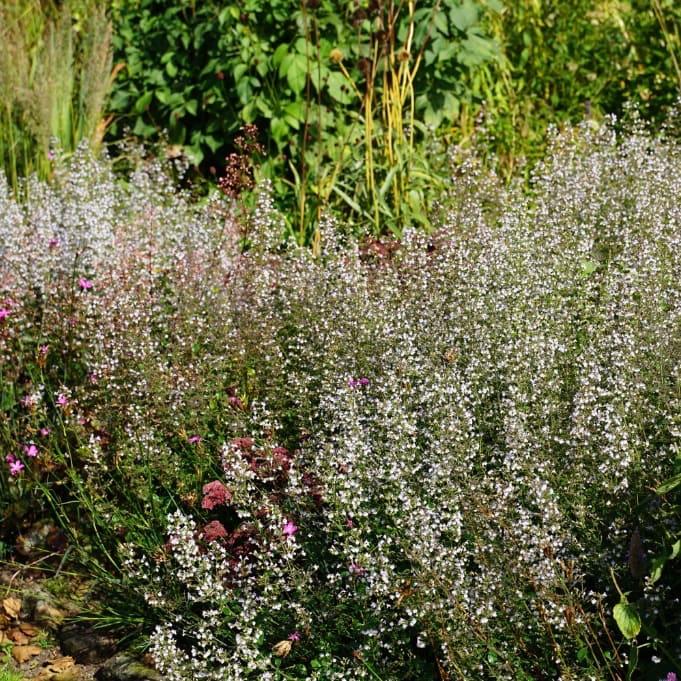 Calamintha nepeta 'Triumphator'