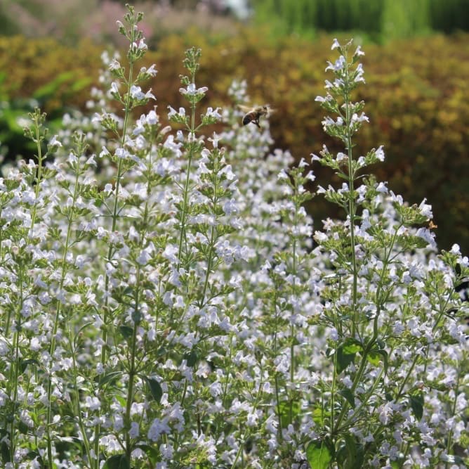 Calamintha nepeta 'Triumphator'