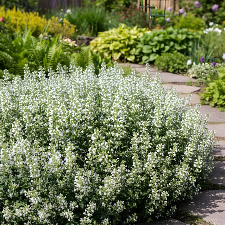 Calamintha nepeta