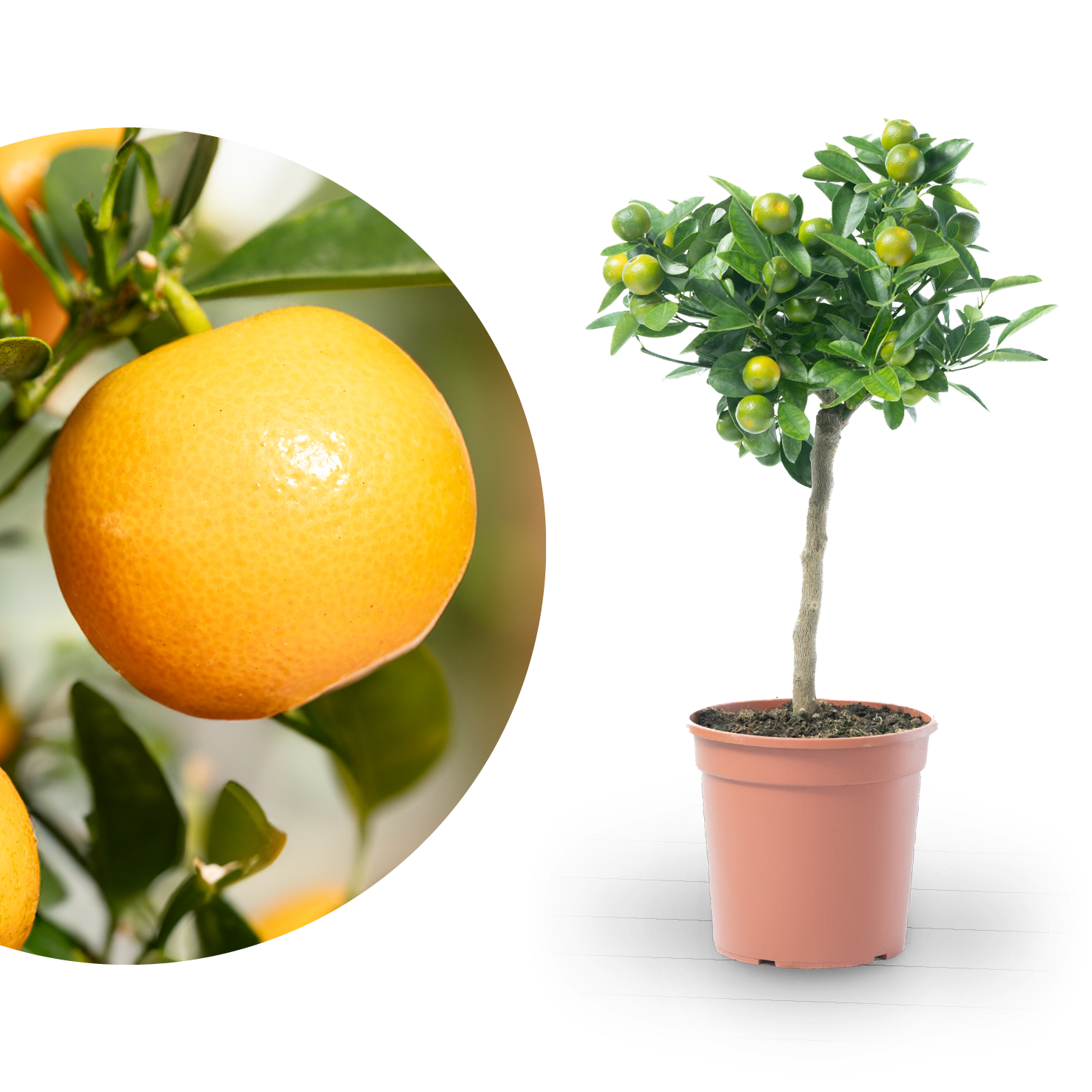 Calamondin-Orange als Stämmchen