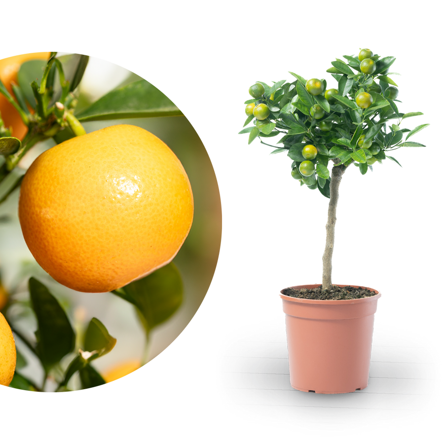 Calamondin-Orange als Stämmchen
