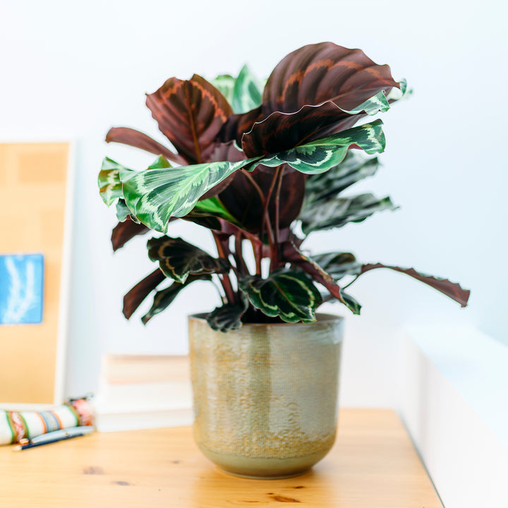 Calathea 'Medaillon' im Wohnzimmer