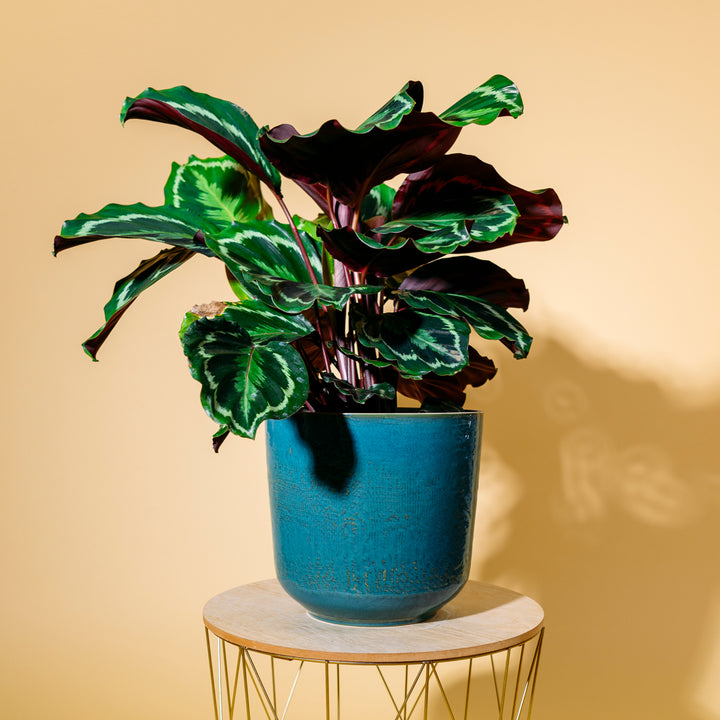 Calathea 'Medaillon' als Zimmerpflanze