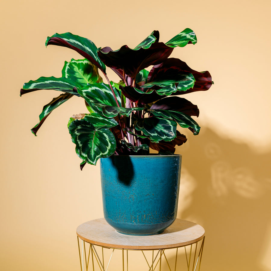 Calathea 'Medaillon' als Zimmerpflanze