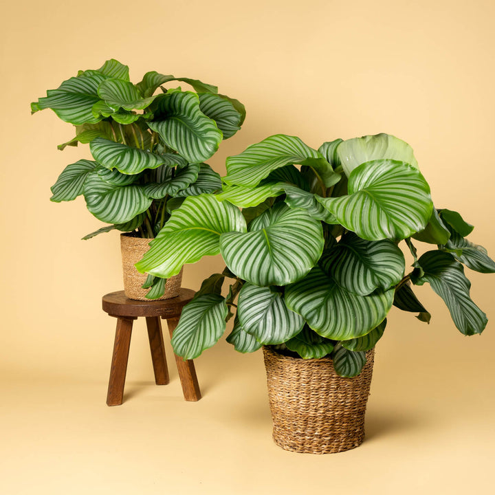 Calathea orbifolia im Wohnzimmer