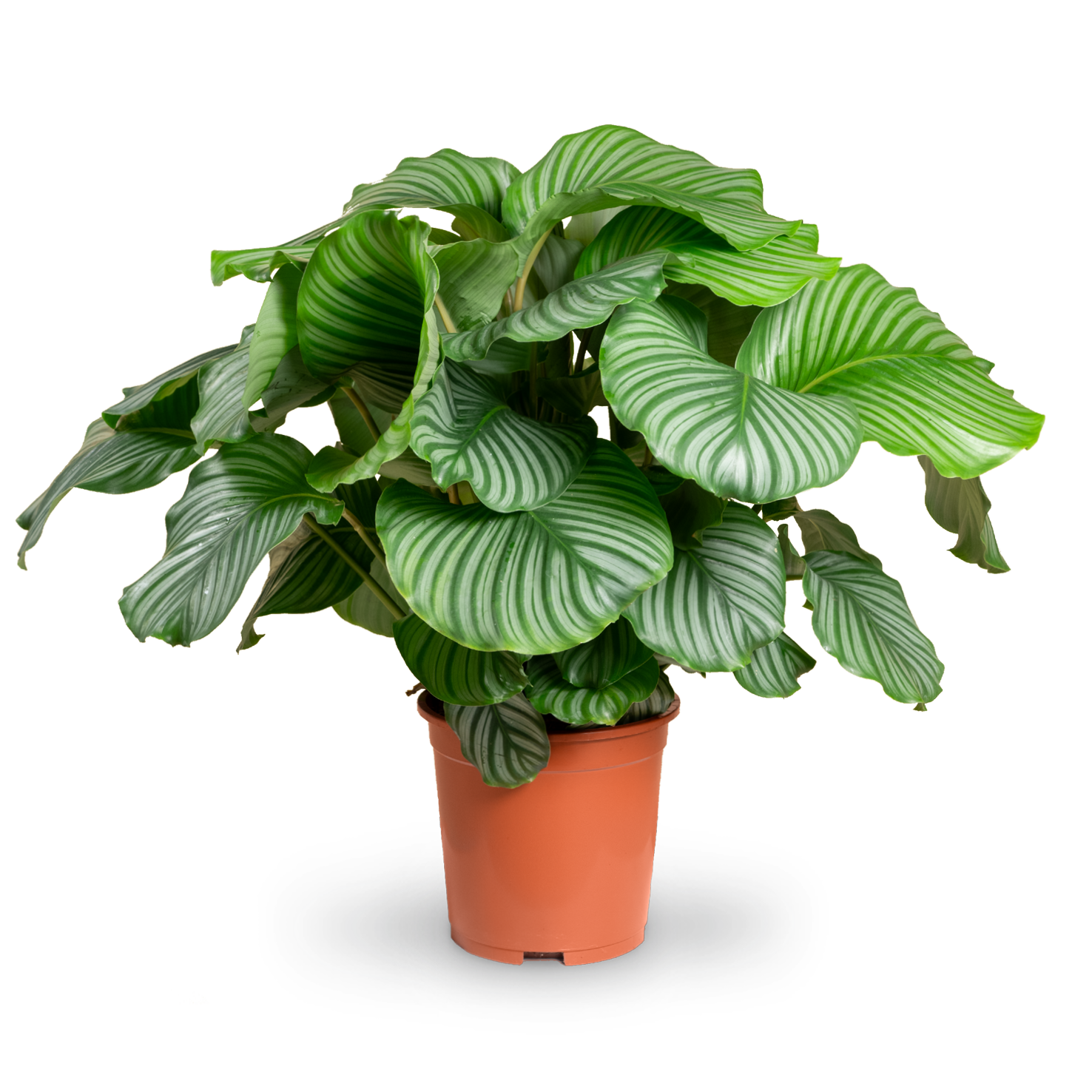 Calathea orbifolia XXL-Größe kaufen
