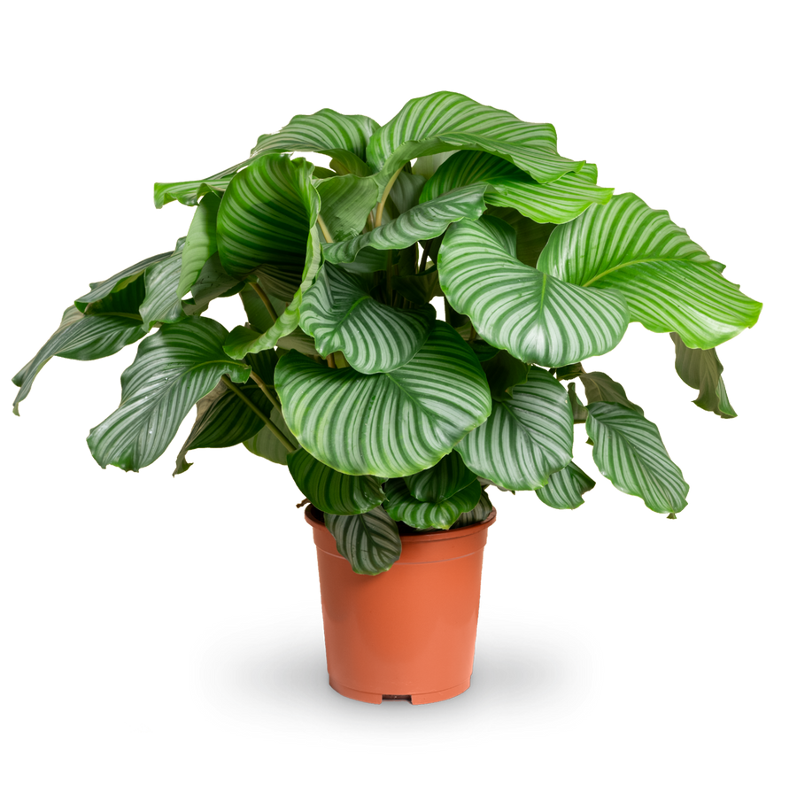 Calathea orbifolia XXL-Größe kaufen