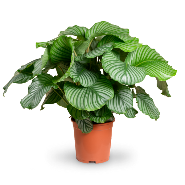 Calathea orbifolia XXL-Größe kaufen