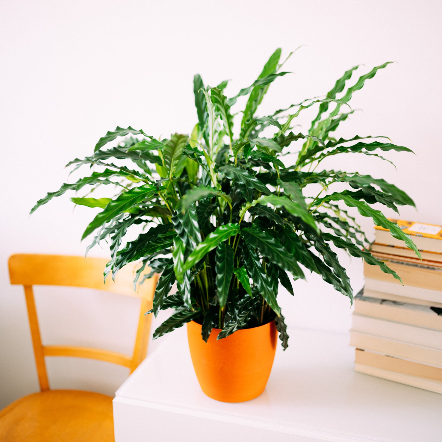 Calathea rufibarba im Wohnzimmer