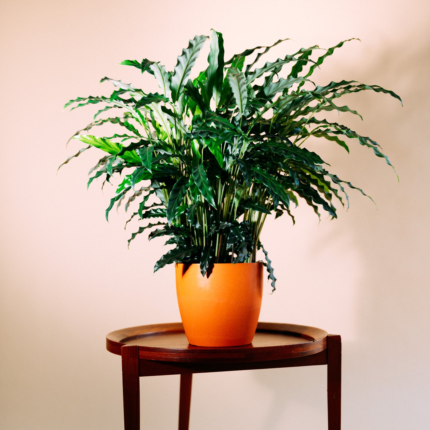 Calathea rufibarba als Zimmerpflanze