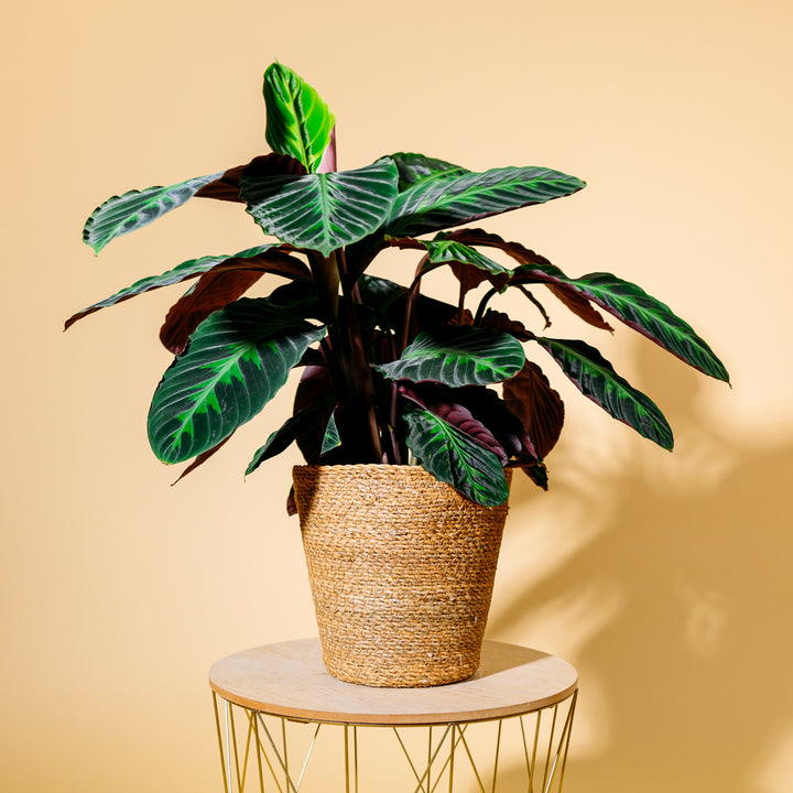Calathea warscewiczii als Zimmerpflanze