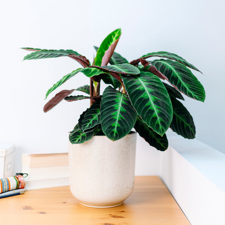 Calathea warscewiczii im Wohnzimmer