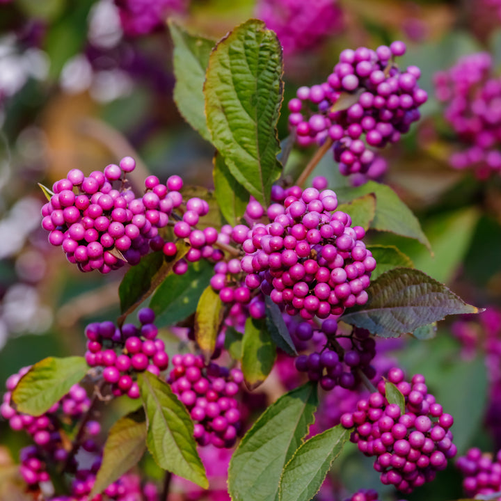 Blüten des Callicarpa bodinieri 'Profusion'