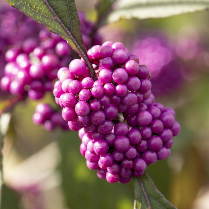 Früchte des Callicarpa bodinieri 'Profusion'