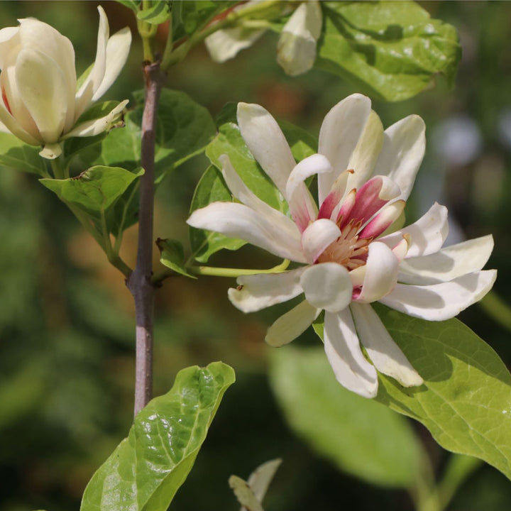 Calycanthus 'Venus'