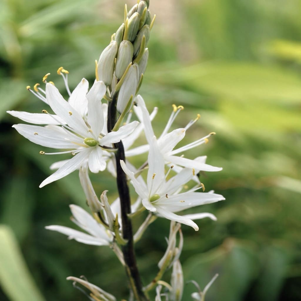 Camassia leichtlinii