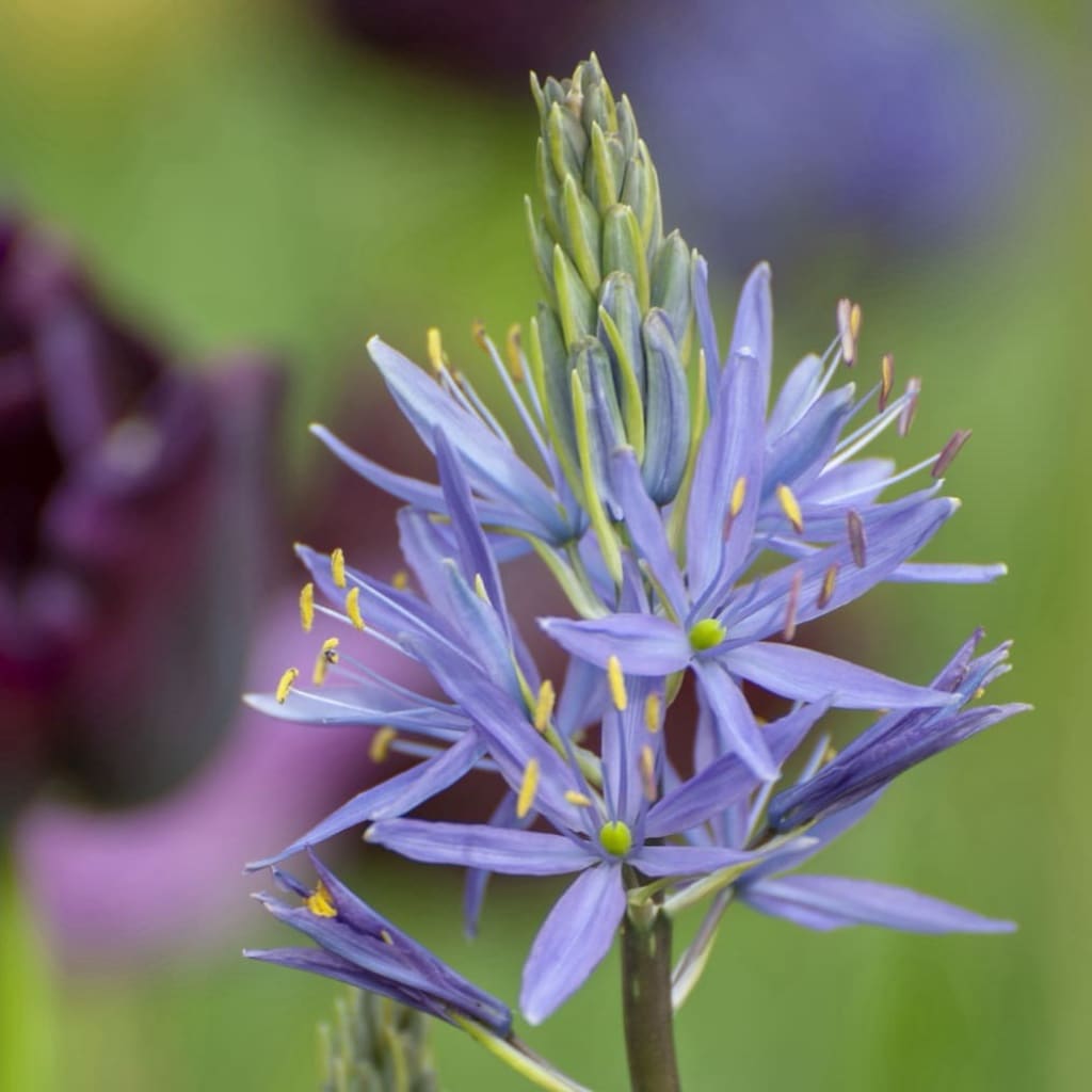 Camassia leichtlinii