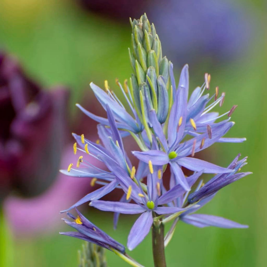 Camassia leichtlinii