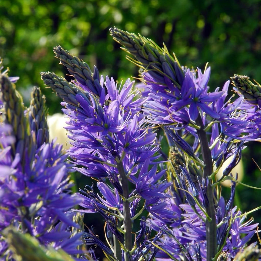 Prärielilie 'Caerulea' Blau