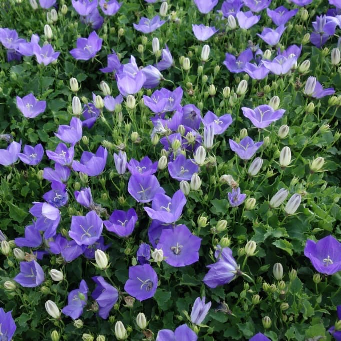 Campanula carpatica 'Pearl Blue'