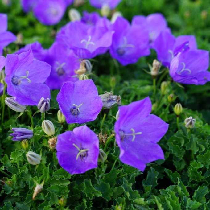 Campanula carpatica 'Pearl Blue'