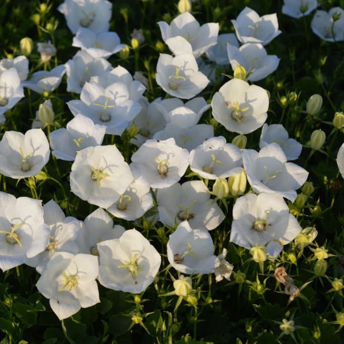 Campanula carpatica 'Pearl White'