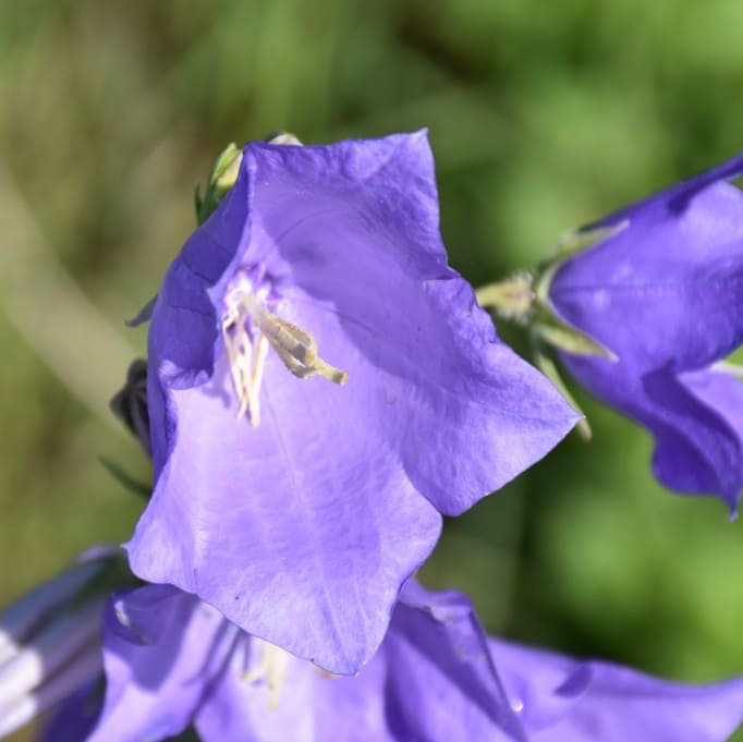 Campanula persicifolia 'Grandiflora Coerulea'