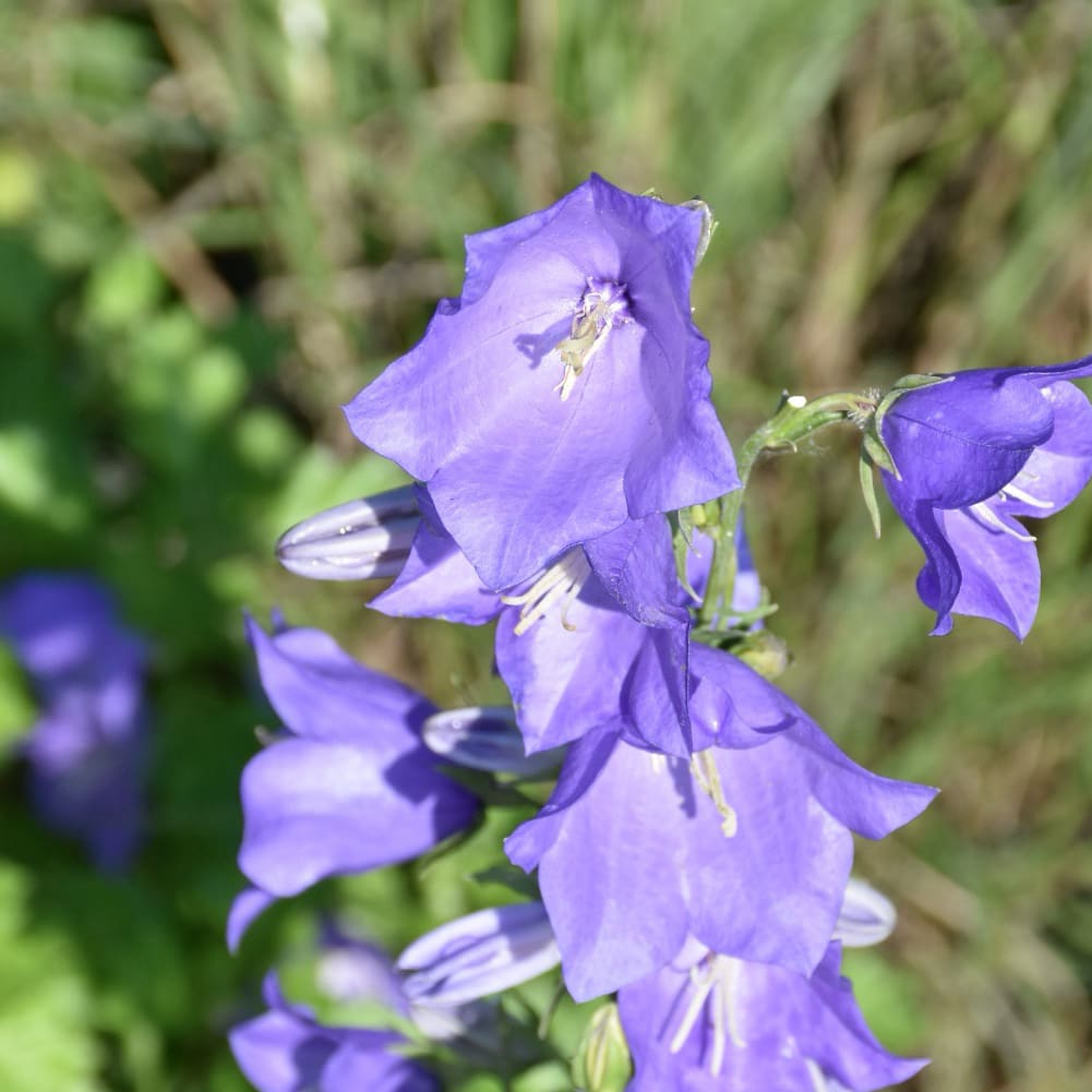 Campanula persicifolia 'Grandiflora Coerulea'