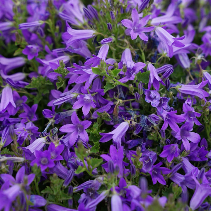 Campanula portenschlagiana 'Clockwise'