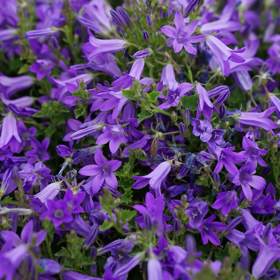 Campanula portenschlagiana 'Clockwise'