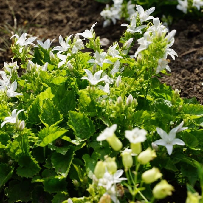 Campanula poscharskyana 'E. H. Frost'