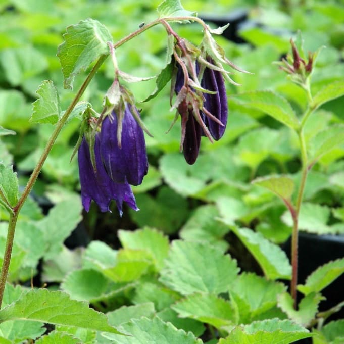 Campanula punctata 'Sarastro'
