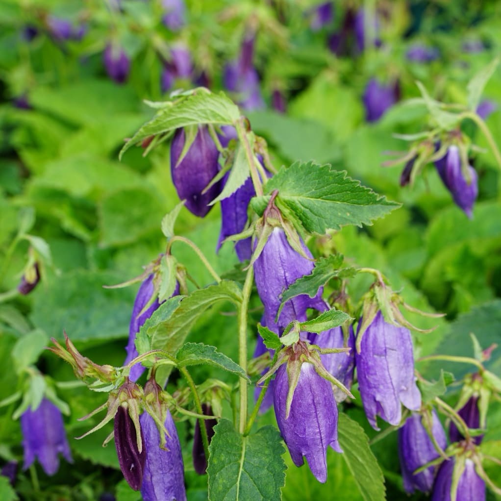 Campanula punctata 'Sarastro'