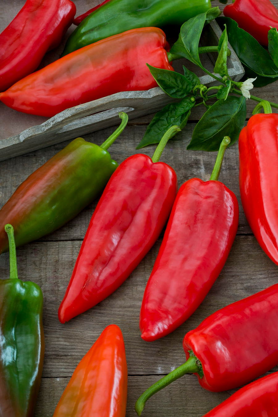 Capsicum annuum 'Leutschauer Schotenpfeffer'
