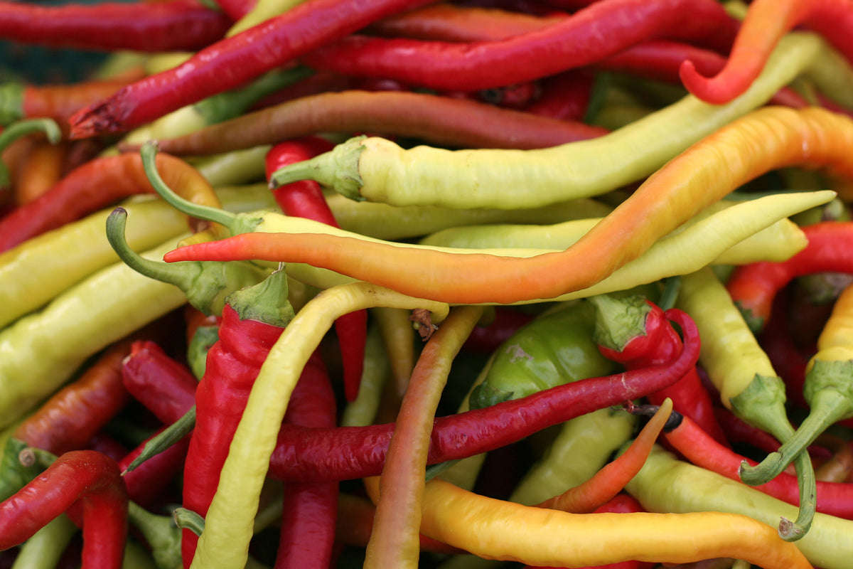 Capsicum annuum 'Milder Spiral'