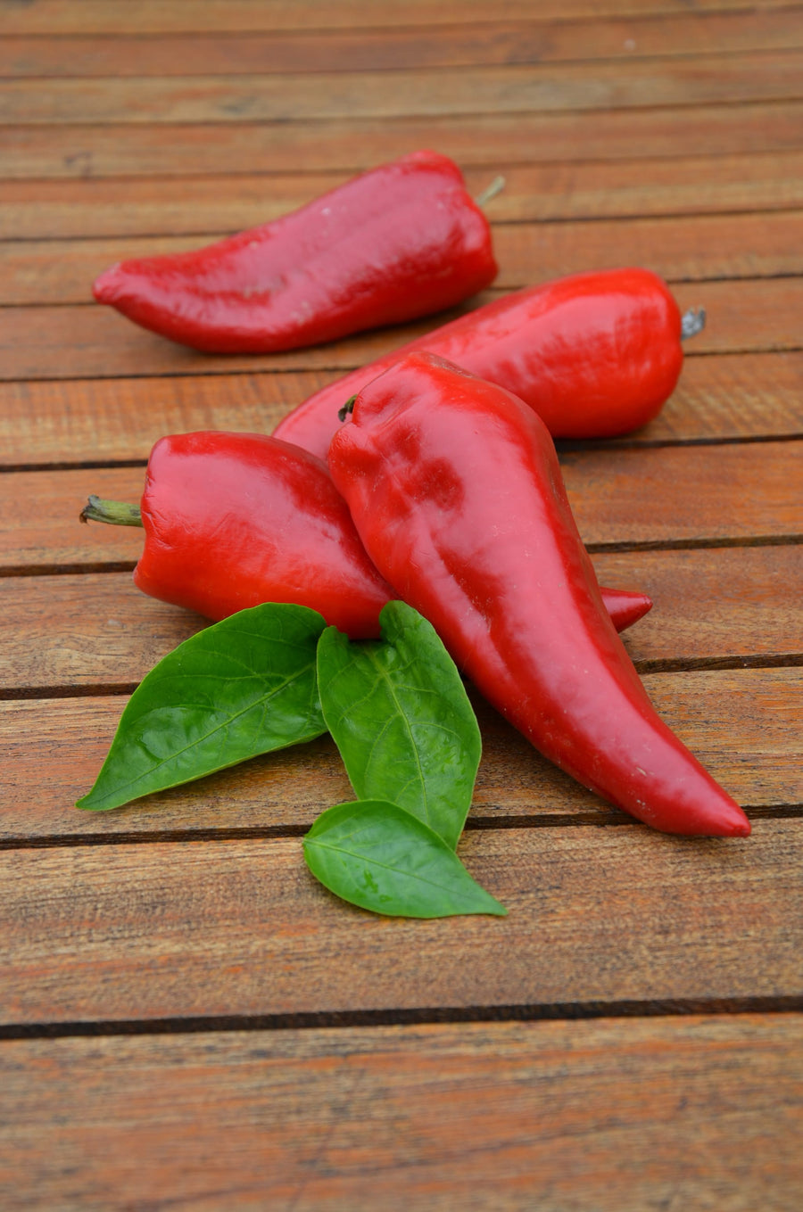 Capsicum annuum 'Roter Augsburger'