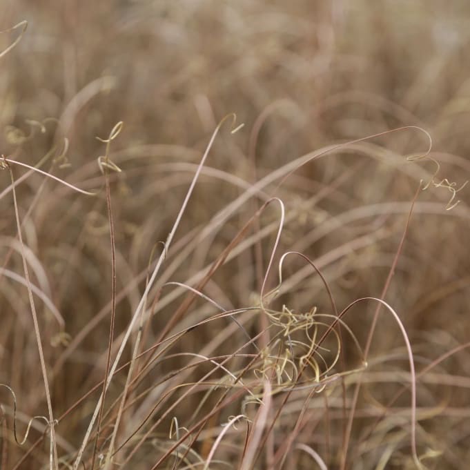 Carex buchananii