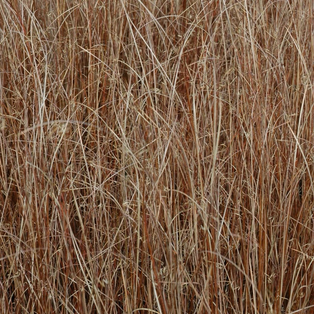 Carex buchananii