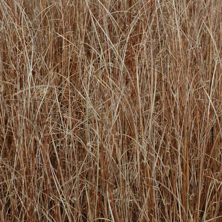 Carex buchananii