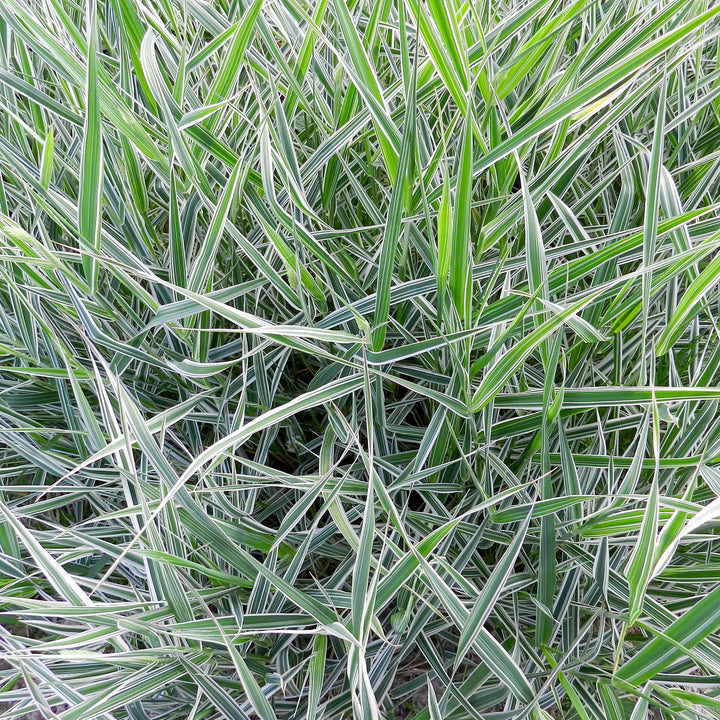 Carex foliosissima 'Ice Dance'