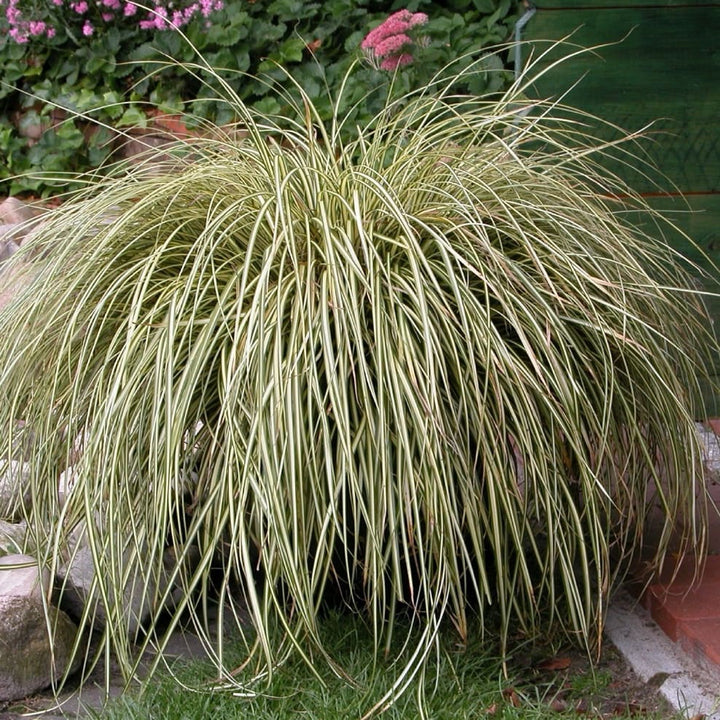 Carex hachijoensis 'Evergold'
