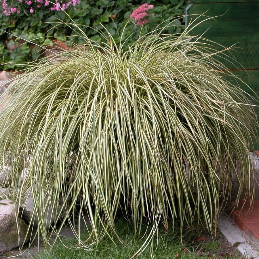 Carex hachijoensis 'Evergold'