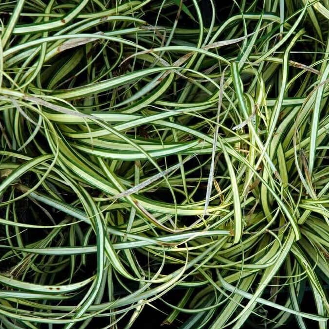 Carex oshimensis 'Evergold'