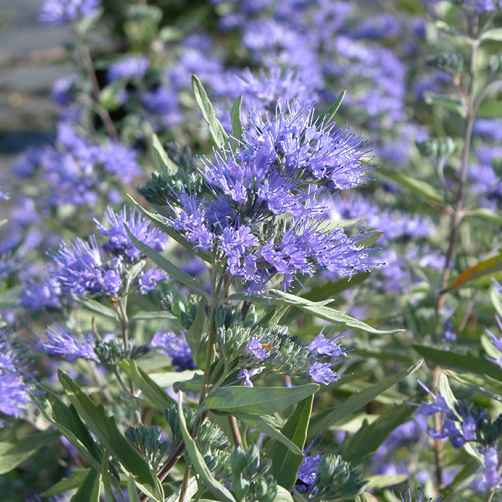 Caryopteris clandonensis 'Dark Knight'